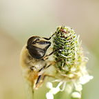 Insekten